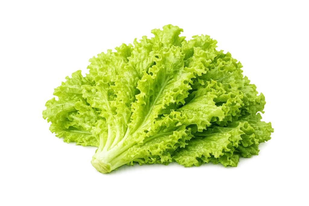 Lettuce 1