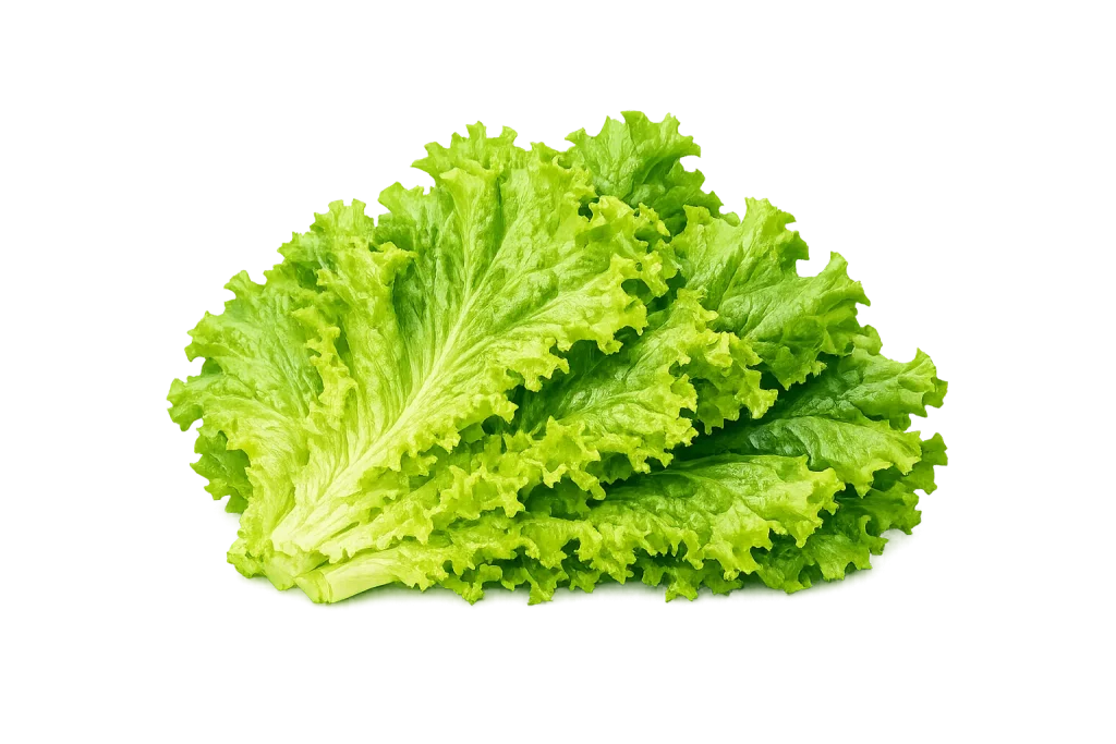 Lettuce 2 1
